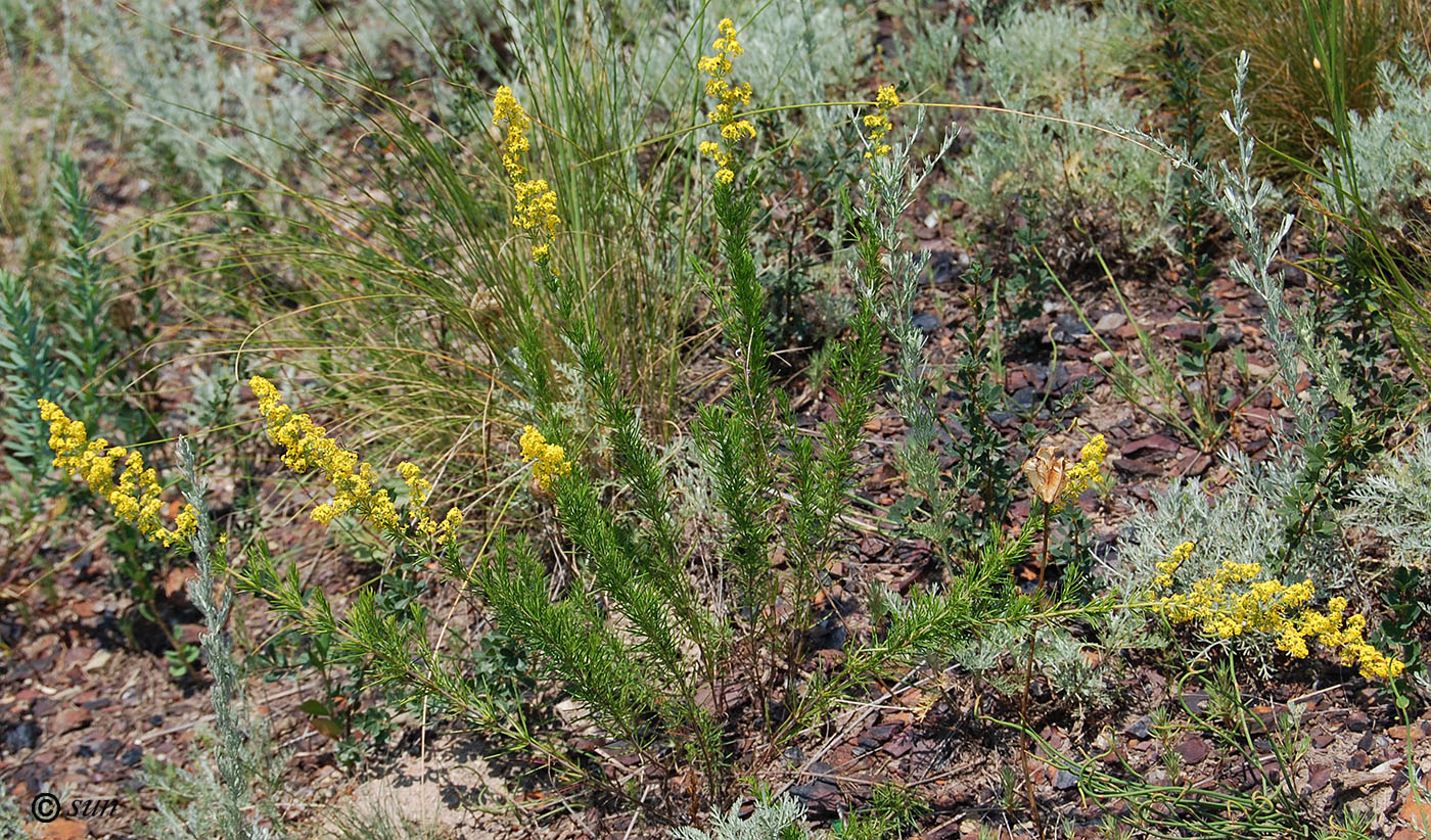 Изображение особи Galium verum.