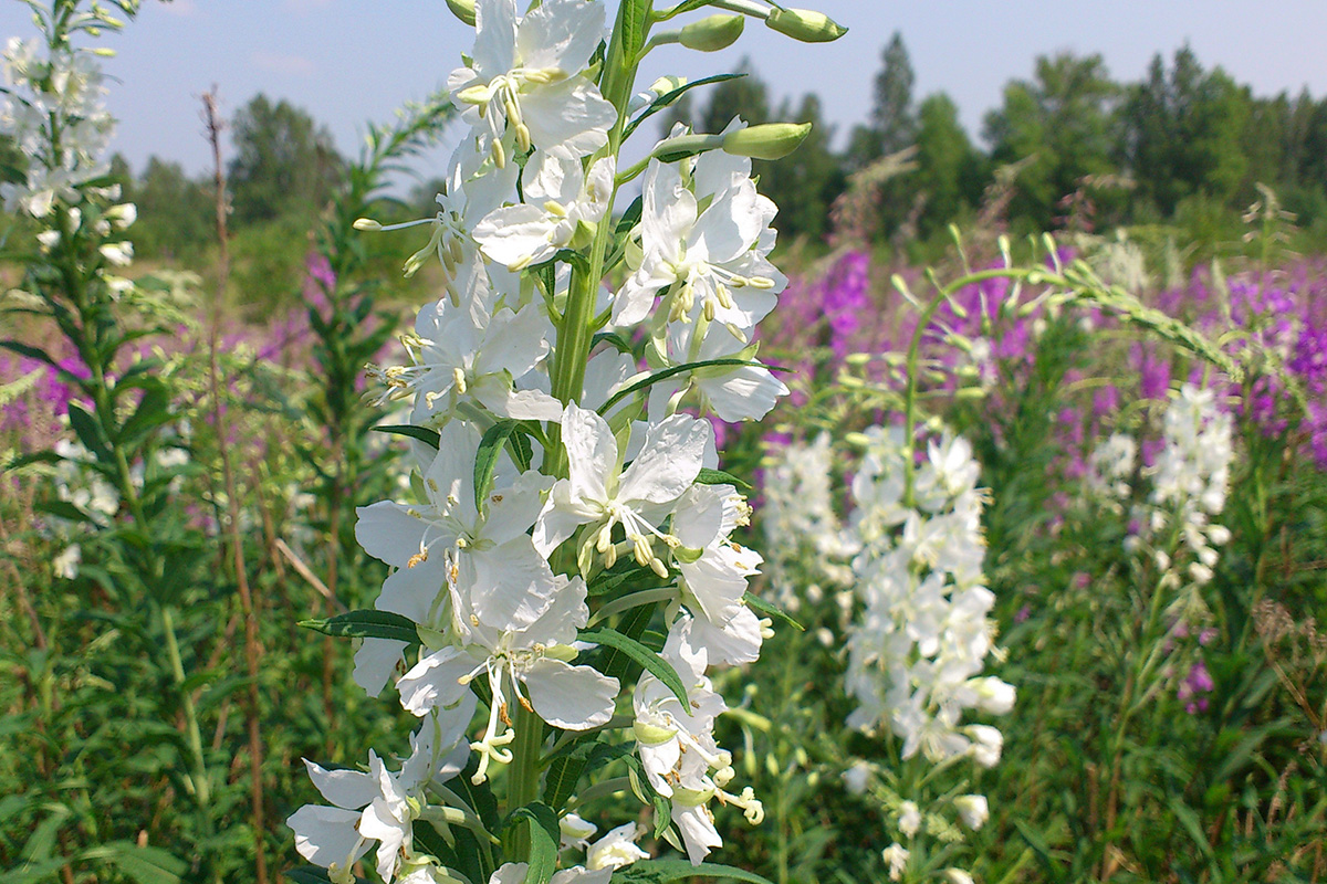 Image of Chamaenerion angustifolium specimen.