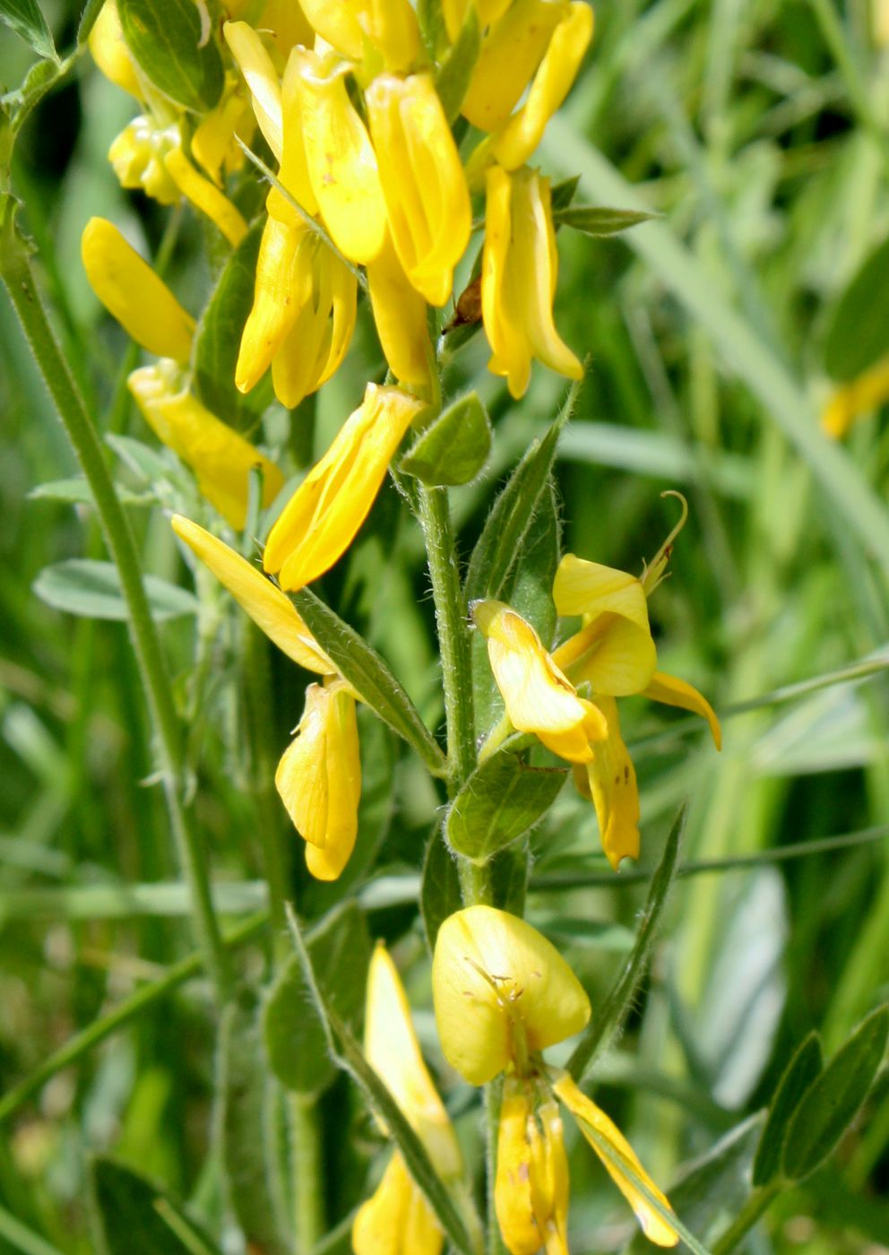 Изображение особи Genista tinctoria.