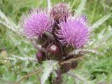 Cirsium esculentum