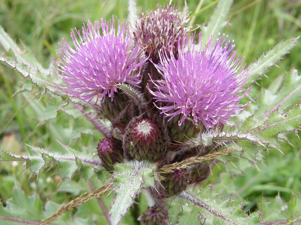 Изображение особи Cirsium esculentum.