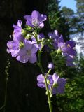 Polemonium caeruleum