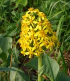 Ligularia altaica. Соцветие с частью стебля. Восточный Казахстан, Кокпектинский р-н, 25 км в горы от с. Пантелеймоновка, 1000 м н.у.м., склон сопки. 13.06.2016.