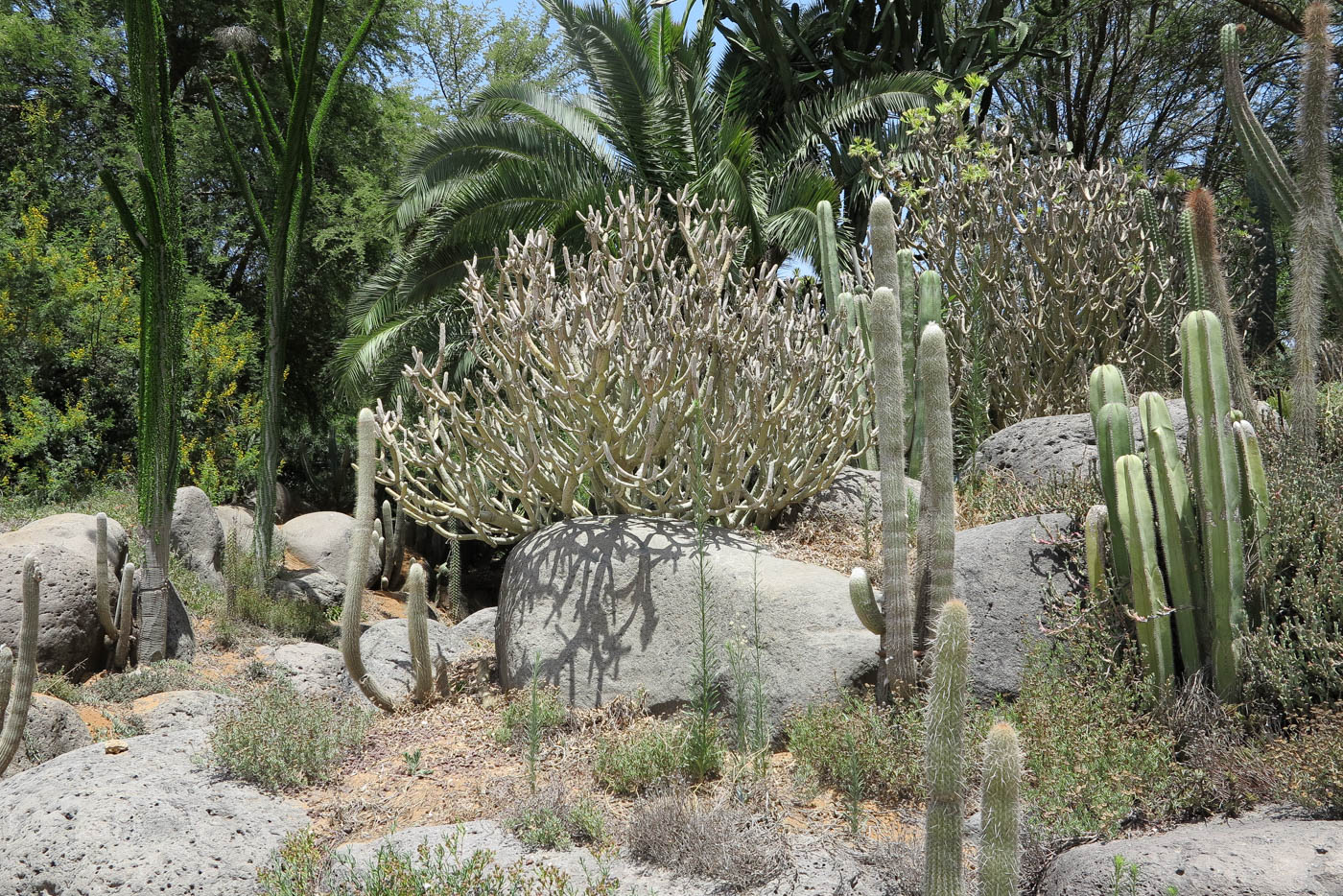 Image of Kleinia neriifolia specimen.