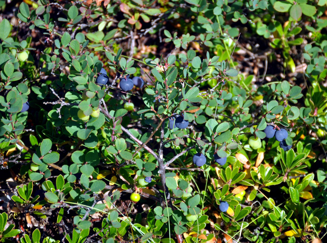 Image of Vaccinium uliginosum specimen.