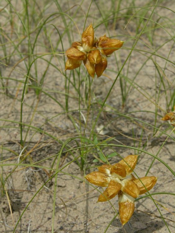 Image of Carex physodes specimen.