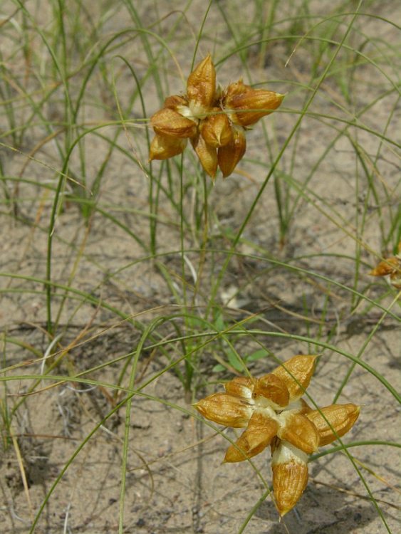 Изображение особи Carex physodes.