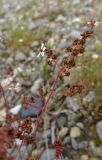 Micranthes foliolosa