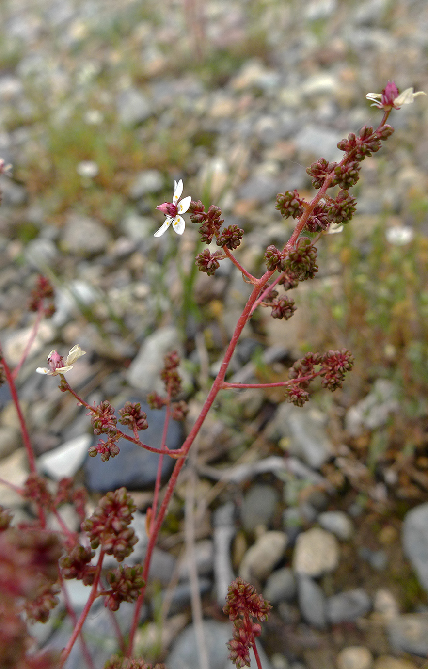 Image of Micranthes foliolosa specimen.