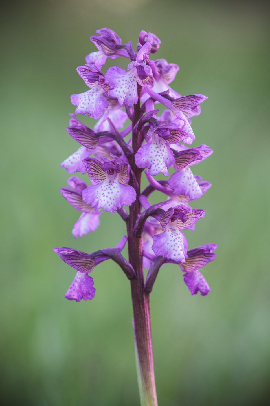 Изображение особи Anacamptis morio ssp. caucasica.