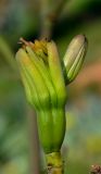 Agave americana. Бутон и раскрывающийся цветок. Израиль, Шарон, г. Герцлия, высокий берег Средиземного моря, в озеленении набережной. 29.12.2014.