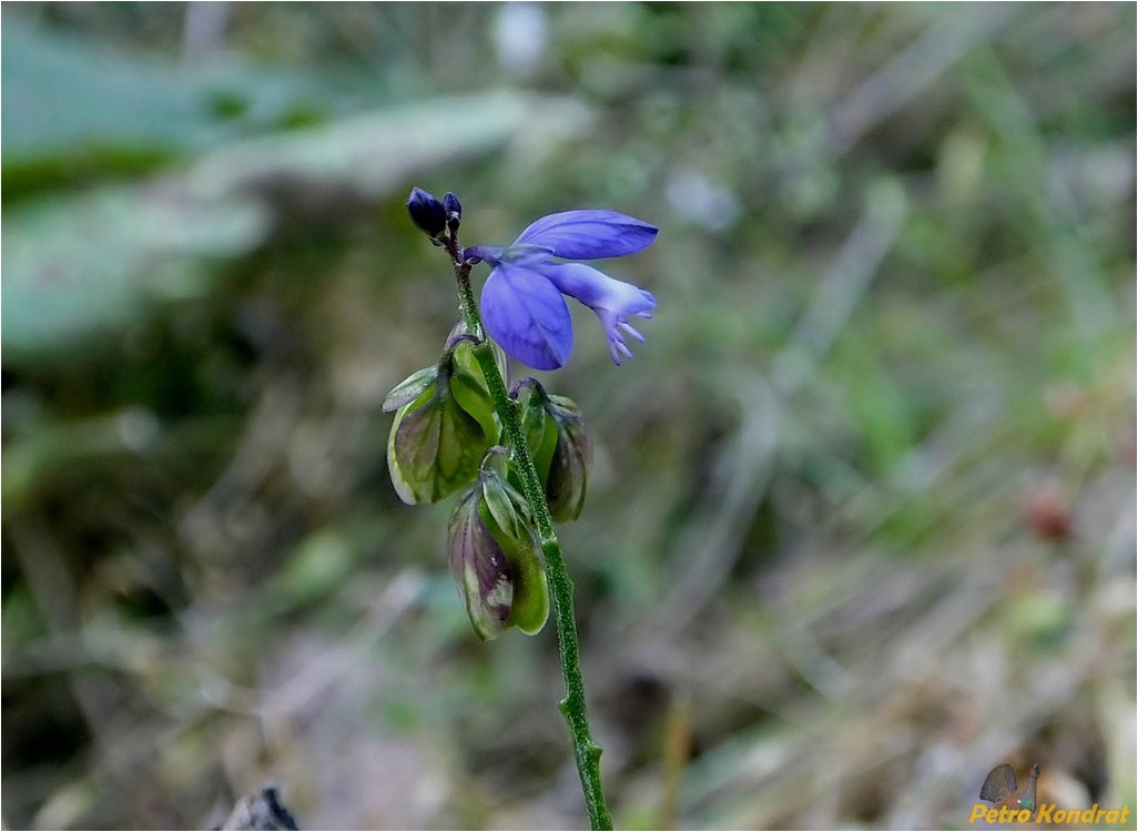 Image of genus Polygala specimen.