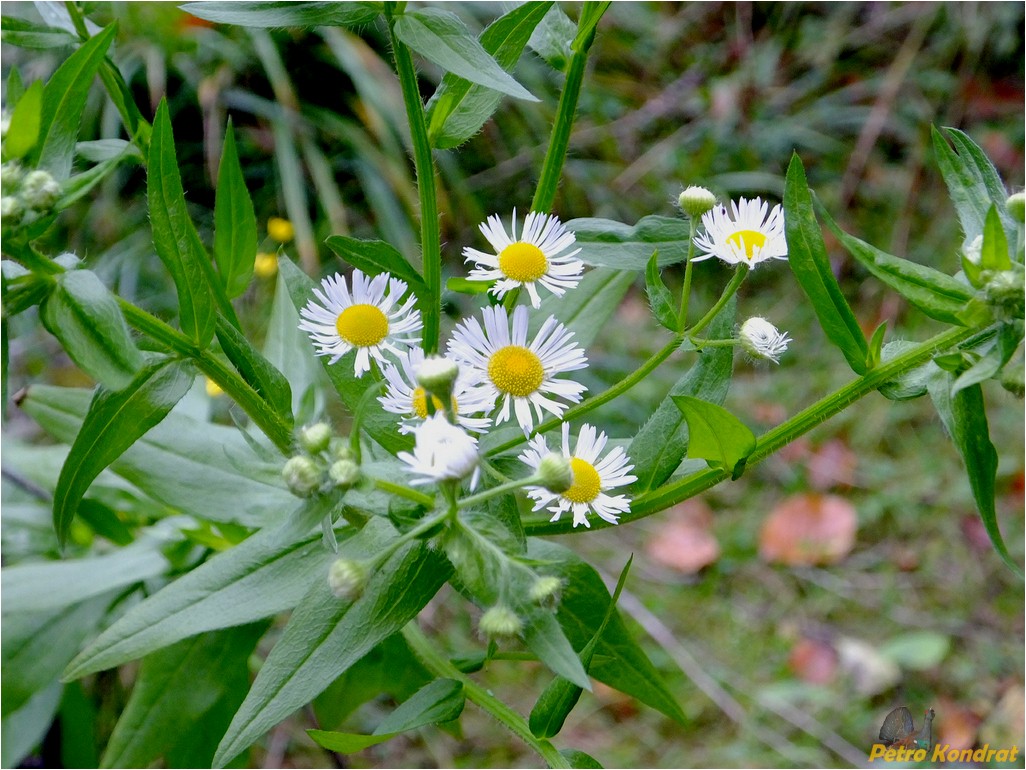 Изображение особи Erigeron annuus.