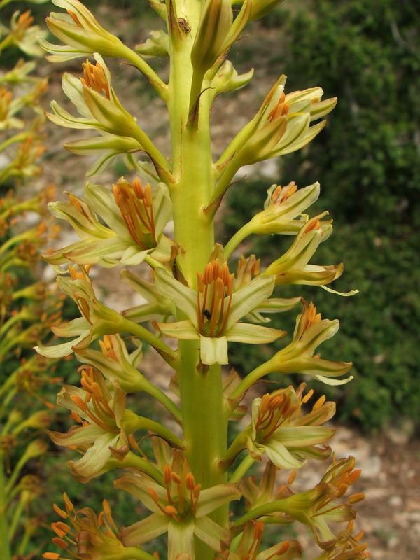 Image of Eremurus thiodanthus specimen.