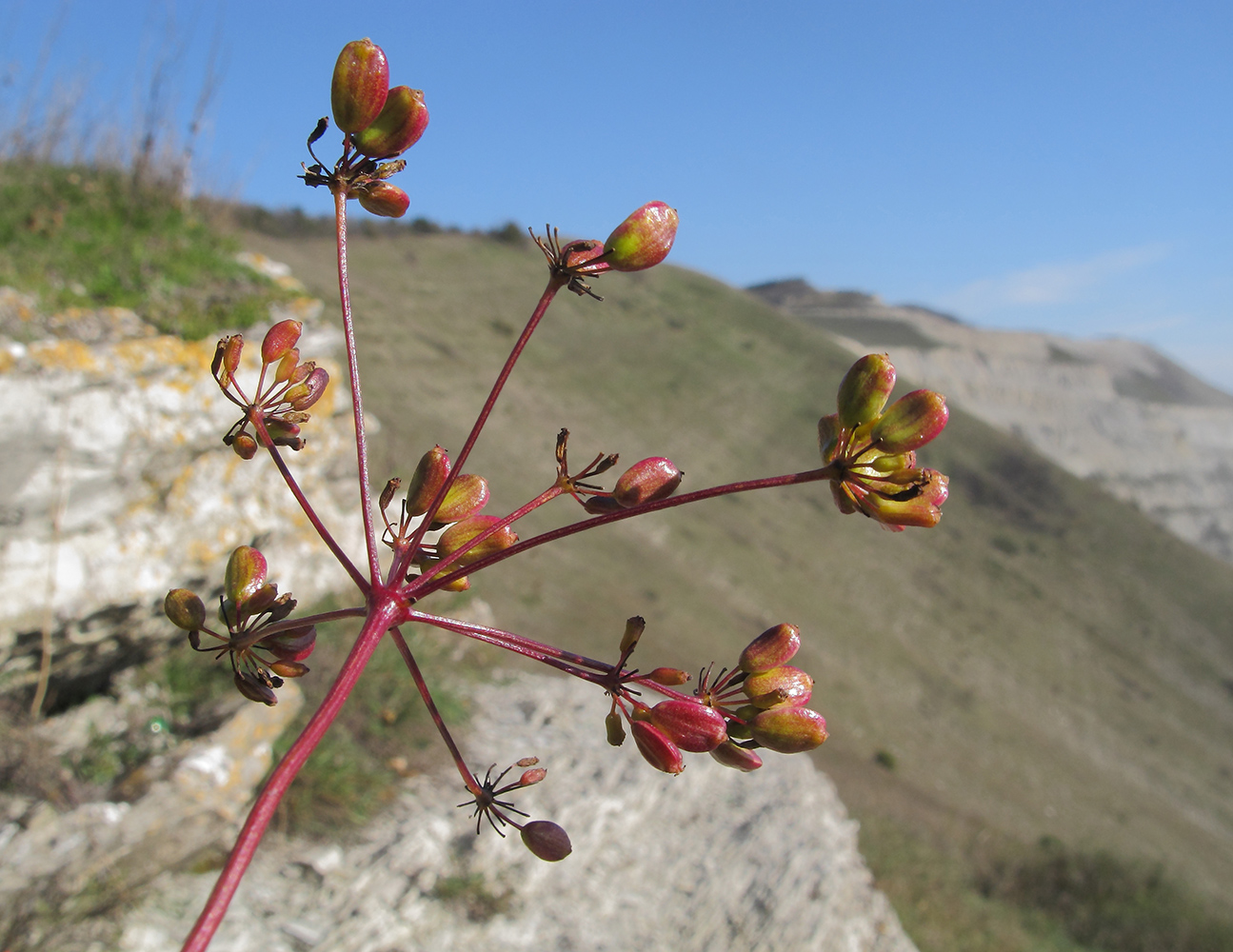 Image of Peucedanum tauricum specimen.