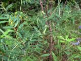 Vicia cracca
