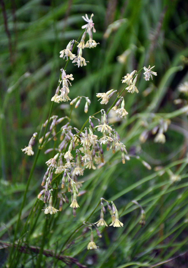 Image of Silene saxatilis specimen.