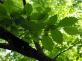 Carpinus betulus. Листья внутренней части кроны. Польша, Беловежа, Беловежская пуща. 23.06.2009.