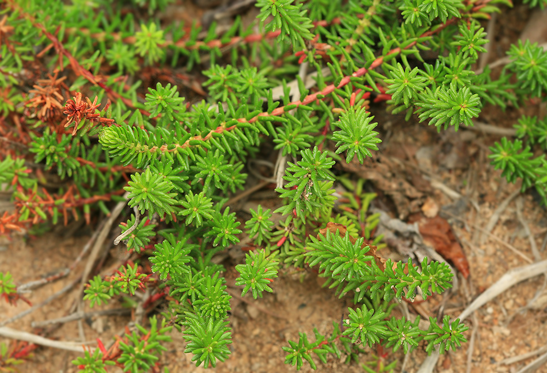 Изображение особи Empetrum sibiricum.