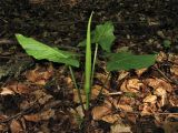 Arum maculatum. Расцветающее растение. ФРГ, земля Северный Рейн-Вестфалия, р-н Ойскирхен, окр. г. Бланкенхайм, смешанный лес. 28 мая 2010 г.