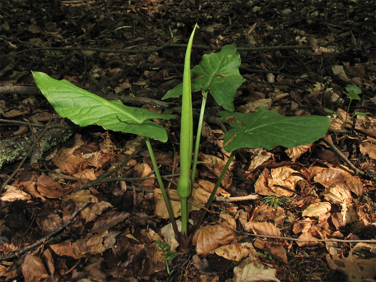 Изображение особи Arum maculatum.