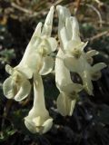 Corydalis magadanica. Цветки со шпорцами, прогрызенными насекомыми. Магаданская обл., окр. Магадана, бухта Гертнера, травянистый склон сопки. 29.05.2016.