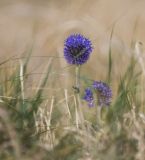 Echinops davuricus