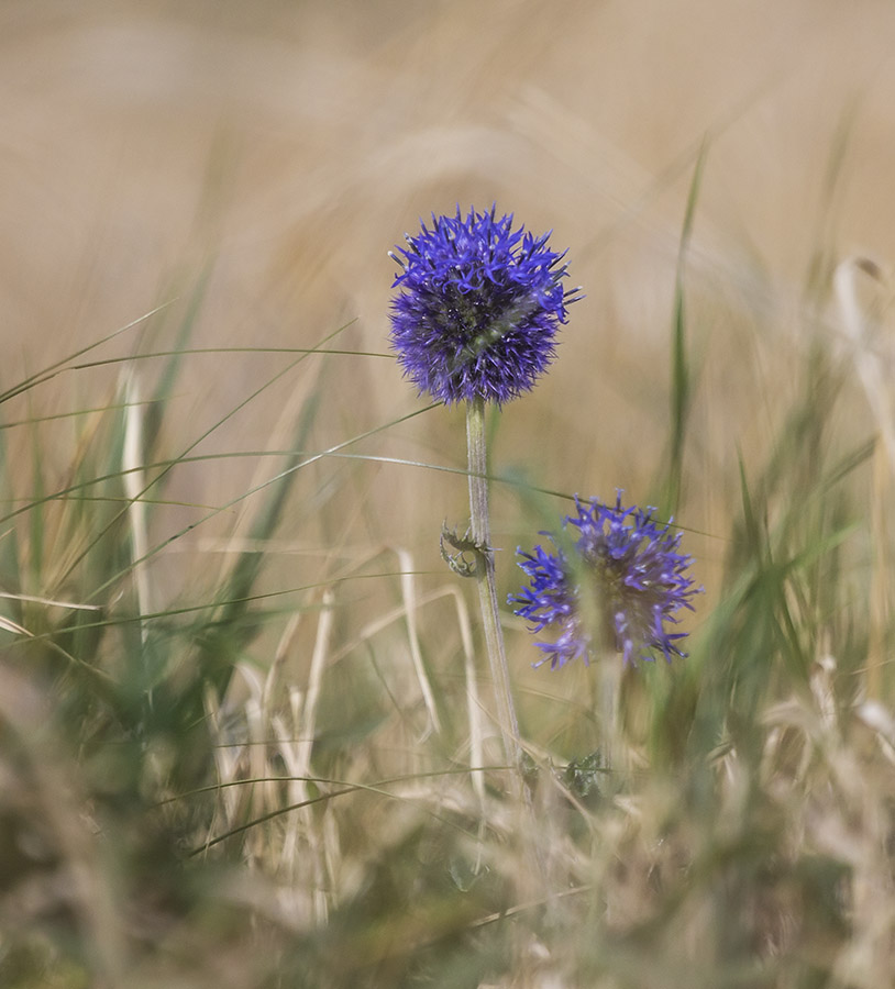 Изображение особи Echinops davuricus.