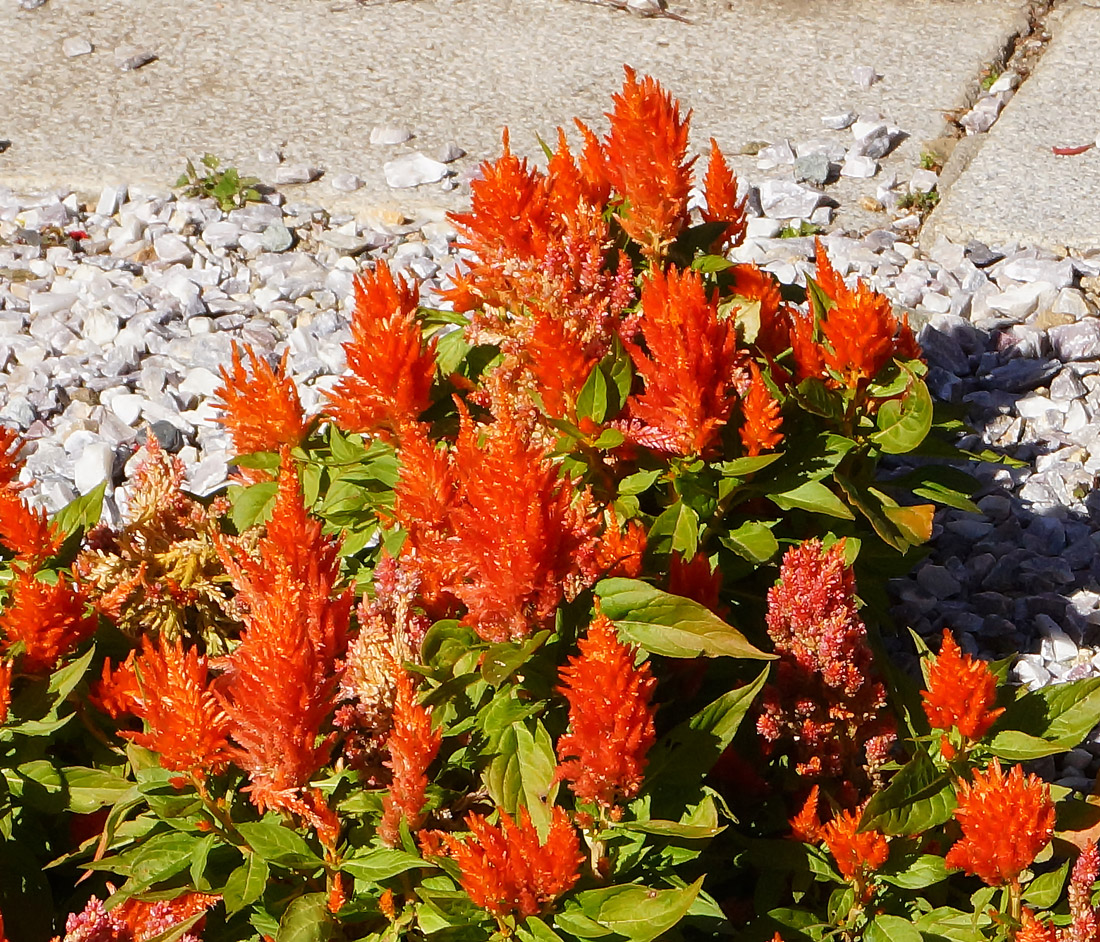 Image of Celosia argentea specimen.