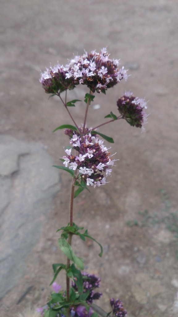 Image of Origanum vulgare specimen.