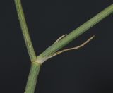 Deverra triradiata