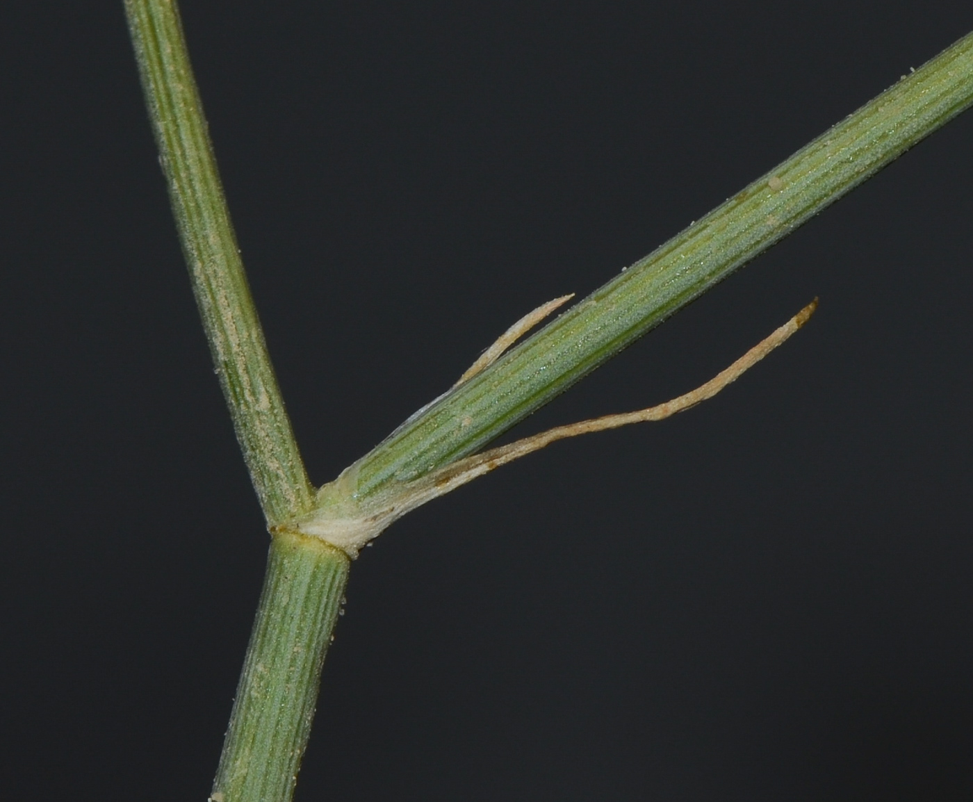 Image of Deverra triradiata specimen.