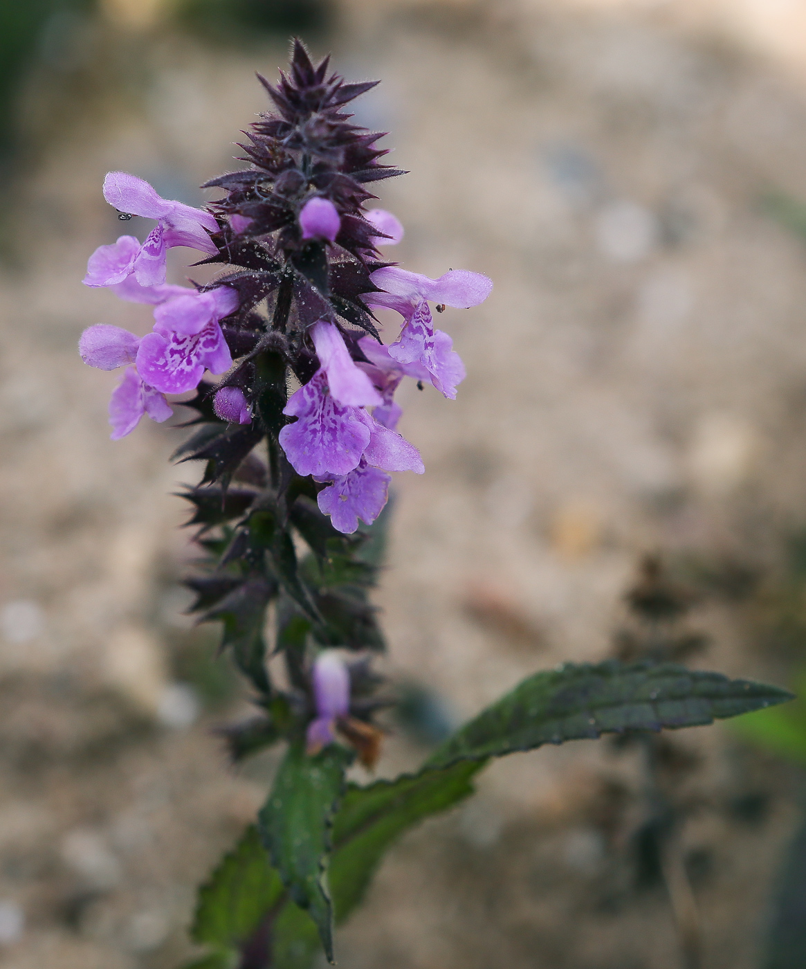 Изображение особи Stachys palustris.