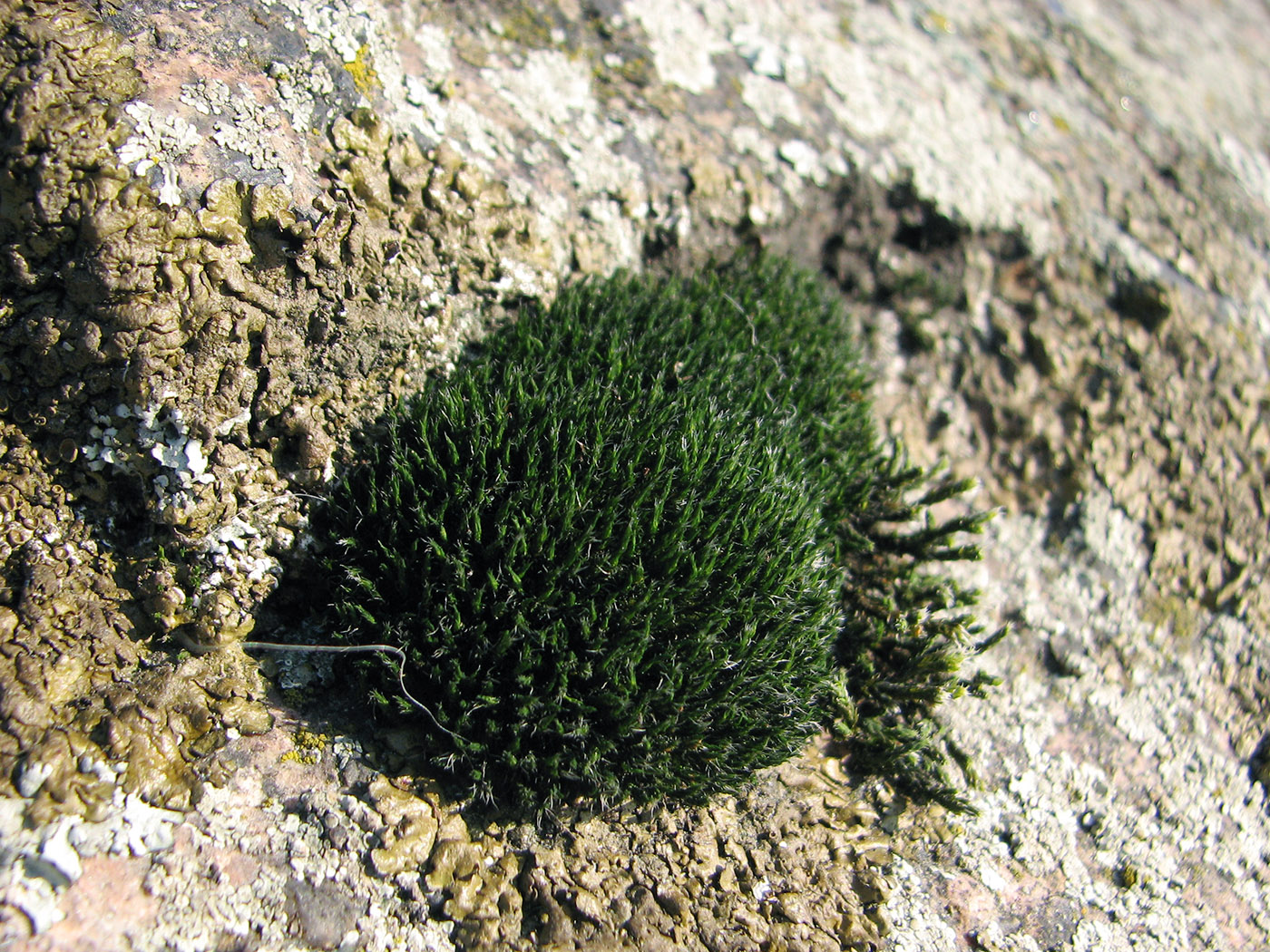 Image of familia Grimmiaceae specimen.