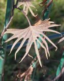 Ipomoea &times; multifida