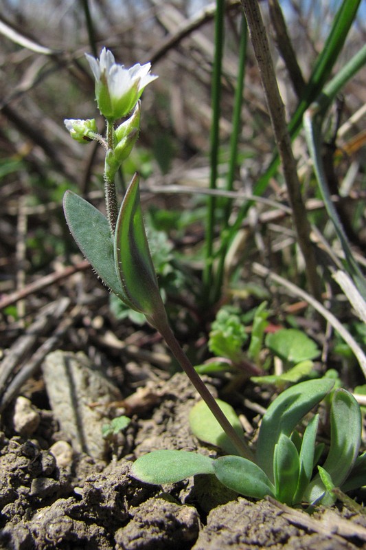 Image of Holosteum umbellatum specimen.