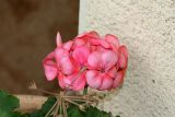 Pelargonium hortorum