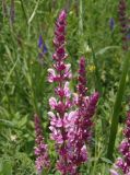 Salvia tesquicola