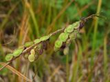 Hedysarum hedysaroides