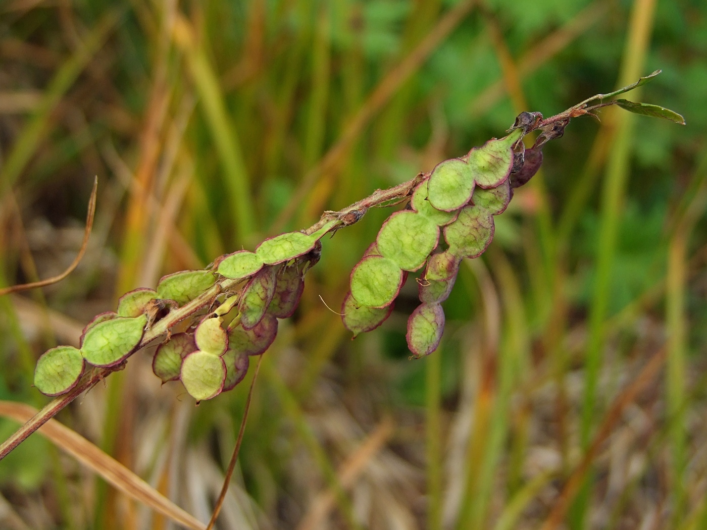 Изображение особи Hedysarum hedysaroides.