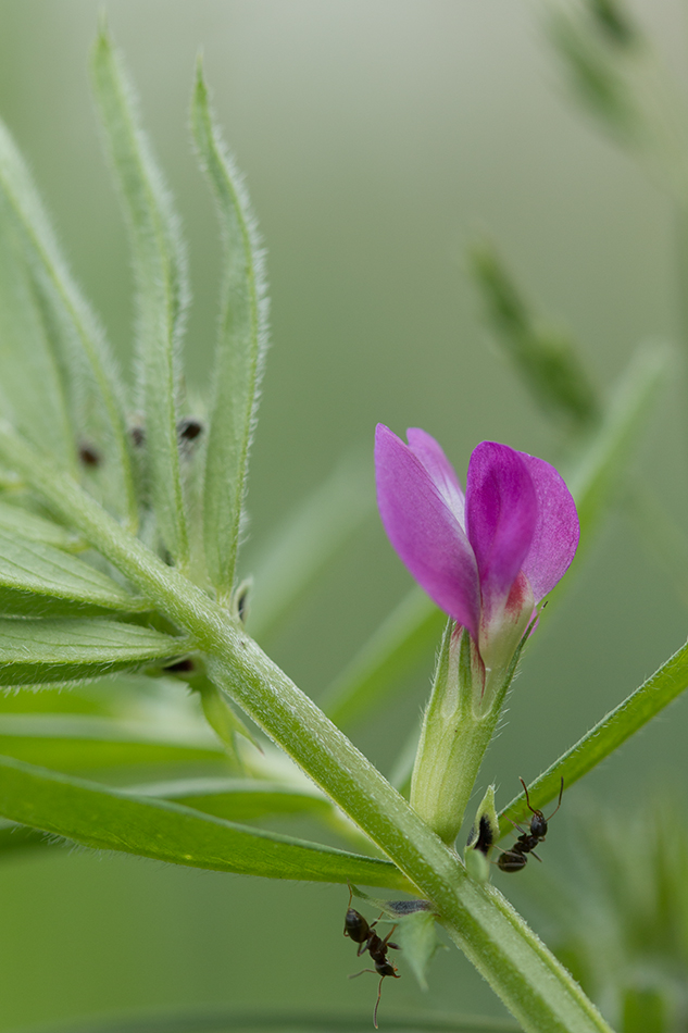 Image of Vicia angustifolia specimen.