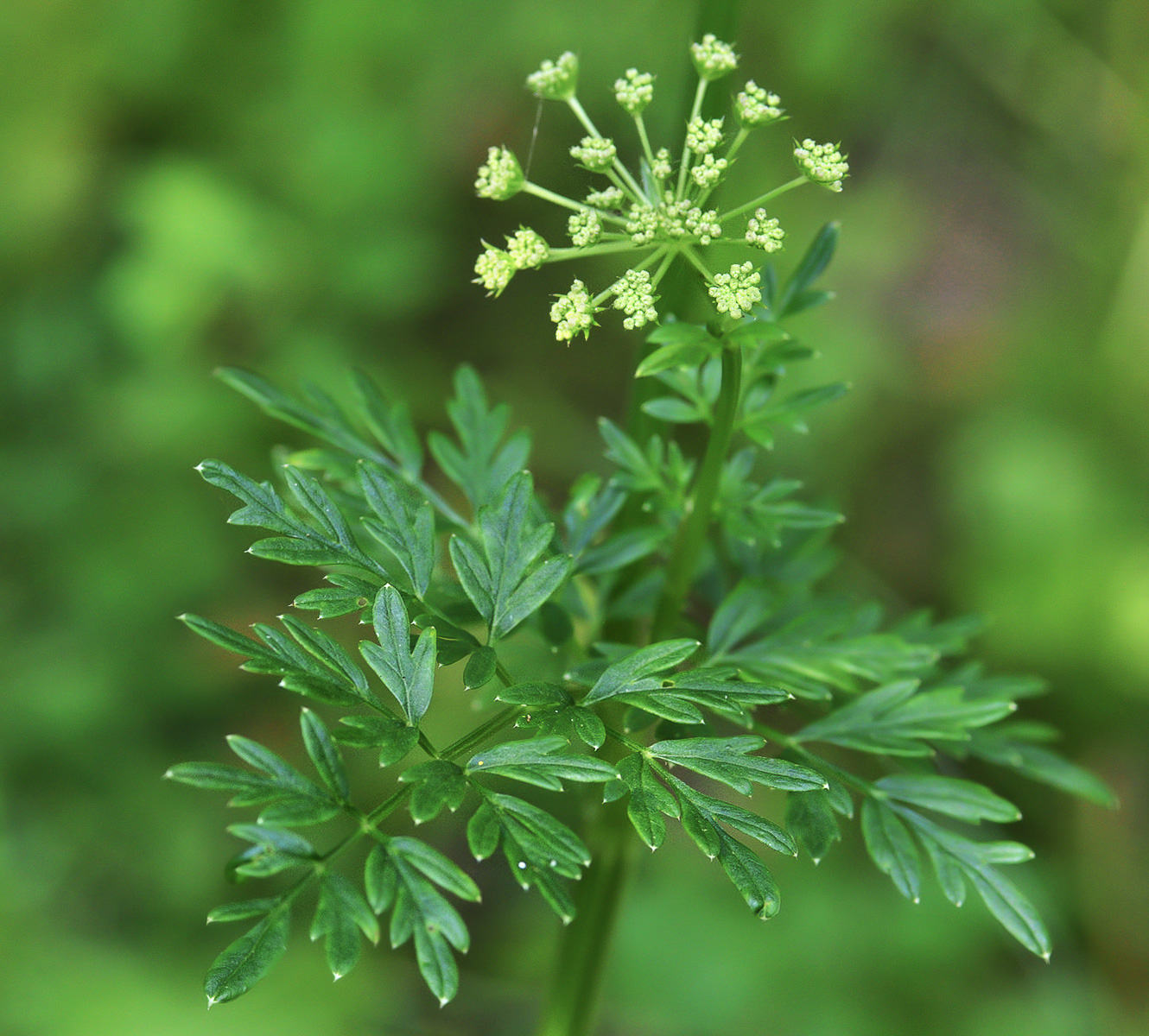 Изображение особи Selinum carvifolia.