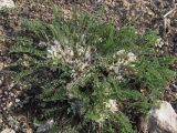 Astragalus dolichophyllus. Цветущие растения. Крым, предгорья, окр. с. Верхнесадовое, возв. Каратау, глинистый склон с фрагментами известняка. 16.04.2017.