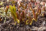 Colchicum speciosum