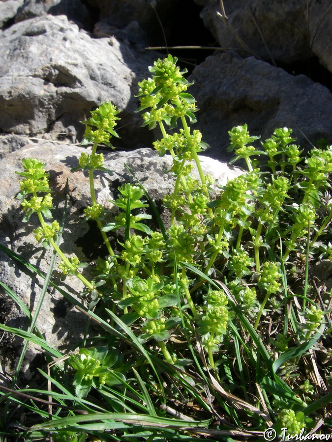 Image of Cruciata laevipes specimen.