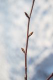 Betula pendula