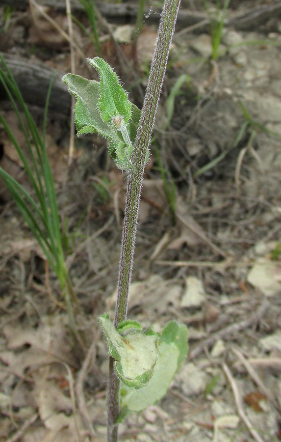 Image of Campanula komarovii specimen.