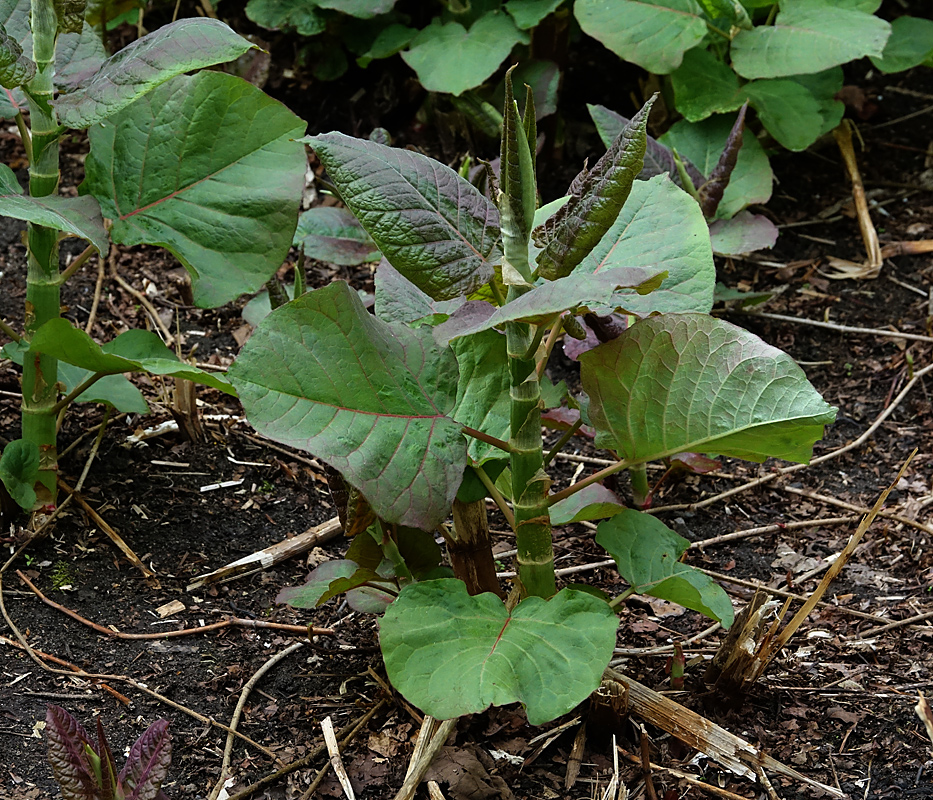 Изображение особи Reynoutria sachalinensis.