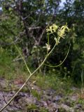 Sisymbrium altissimum