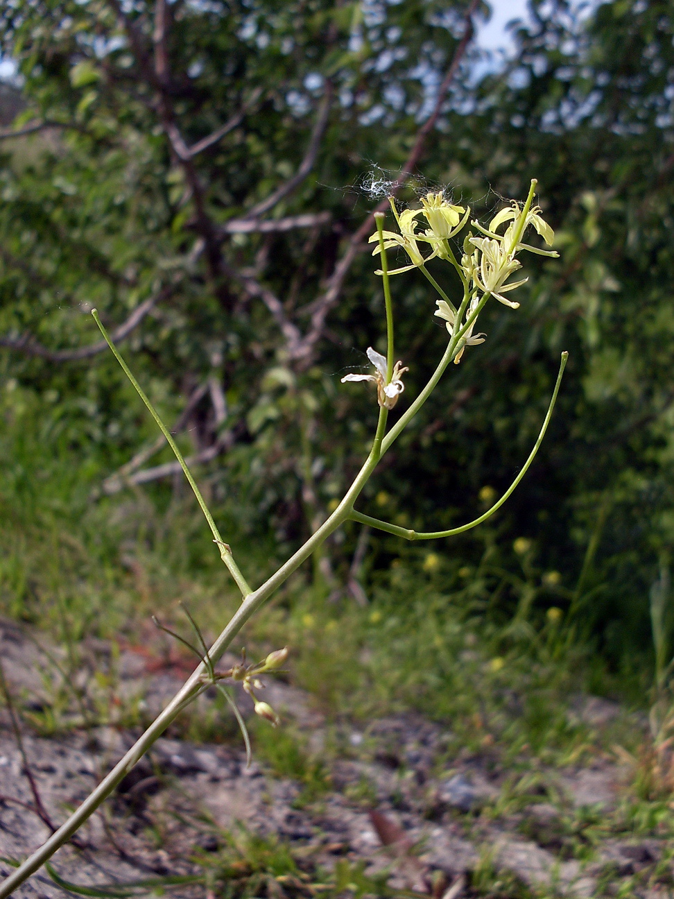 Изображение особи Sisymbrium altissimum.